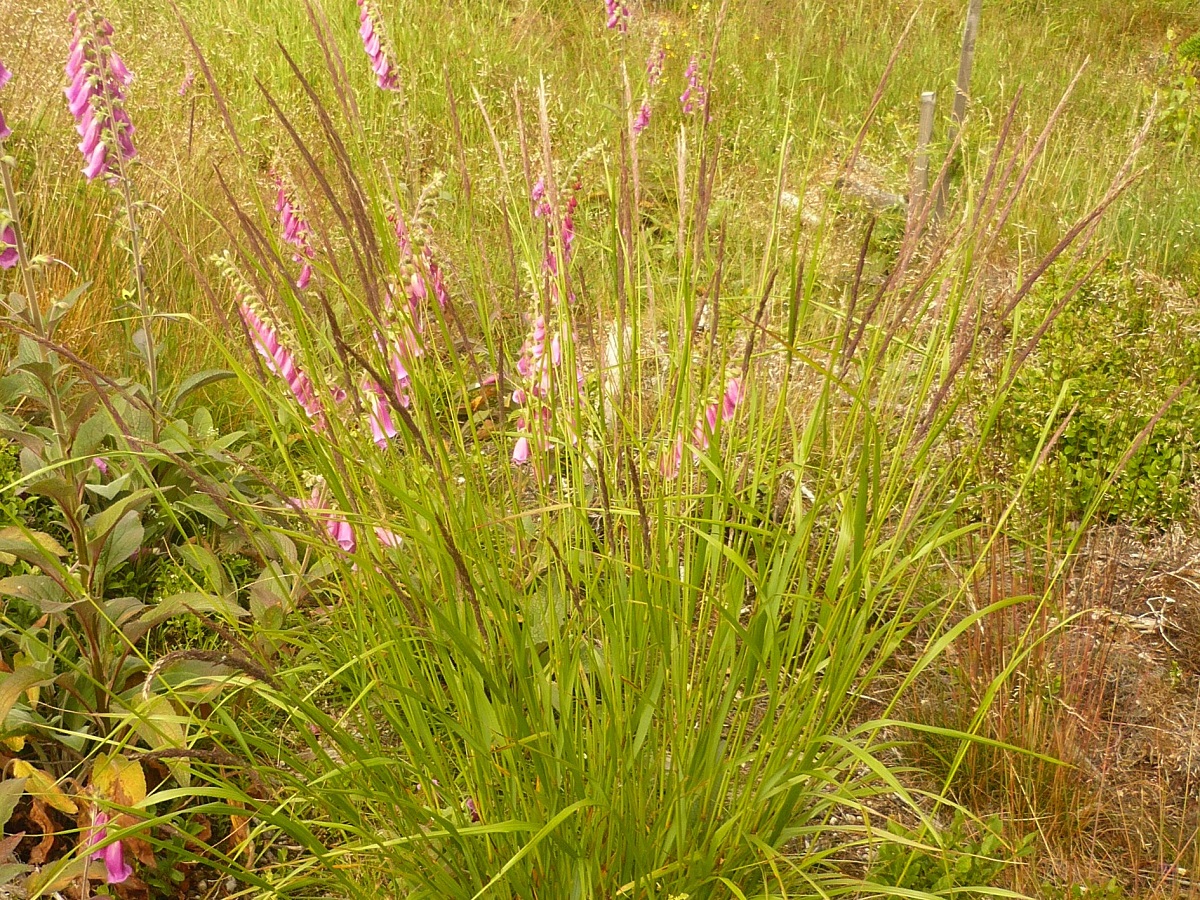 Calamagrostis arundinacea (Poaceae)